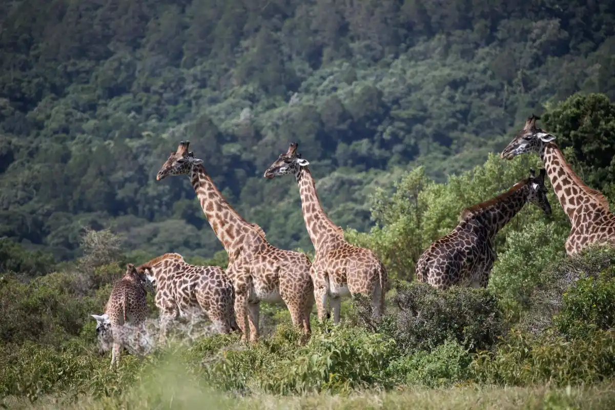 Luxury safari