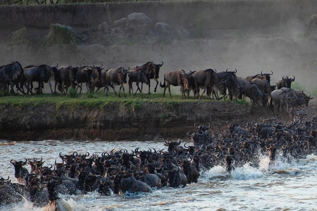 Wildebeest migration crossing the Serengeti plains, Tanzania