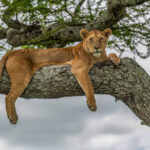 best time to visit Tanzania