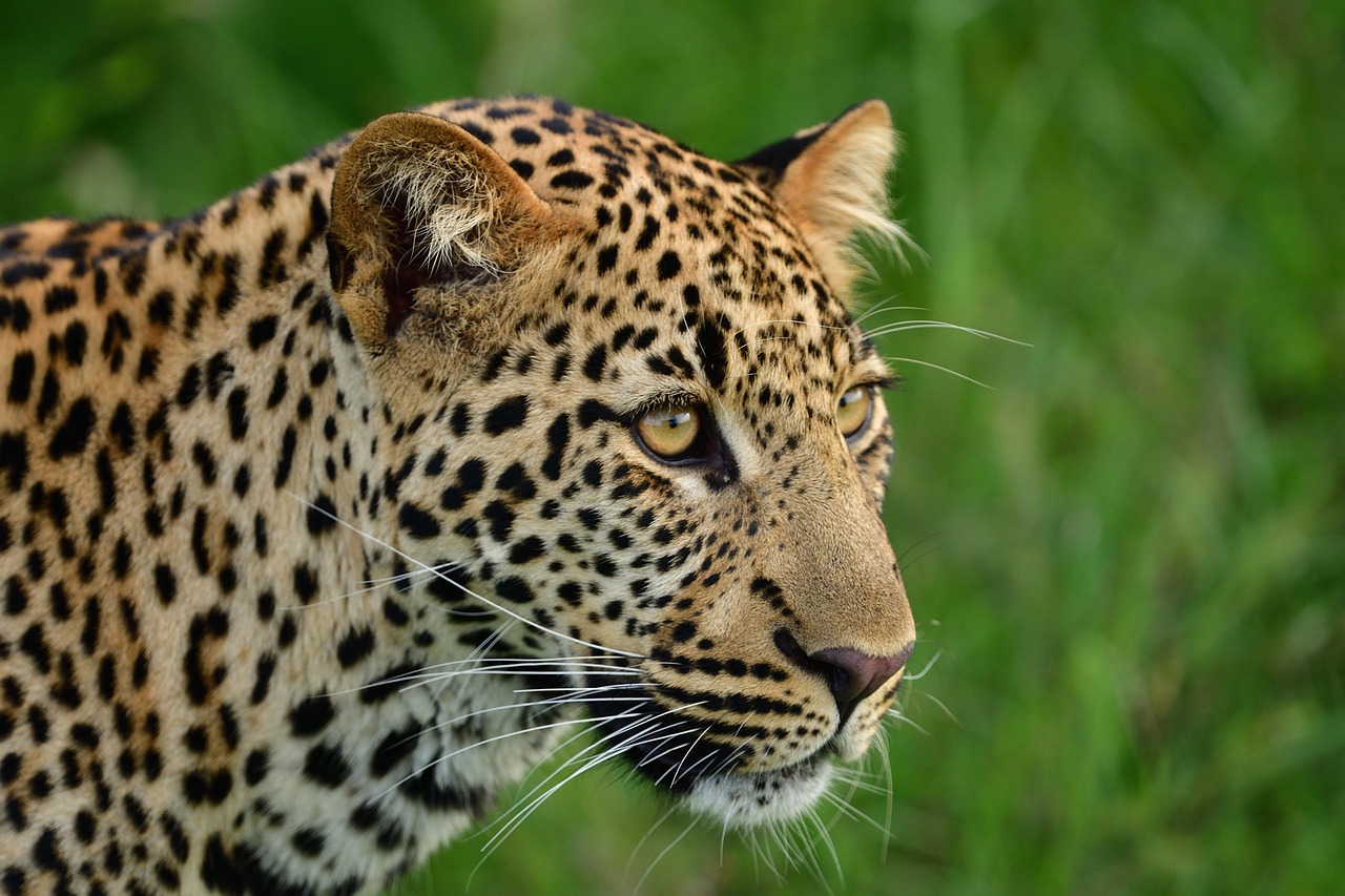 Leopard in Serengeti National Park, Tanzania