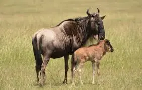 Serengeti Ndutu calving Season