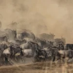 best time to see the Great Wildebeest Migration