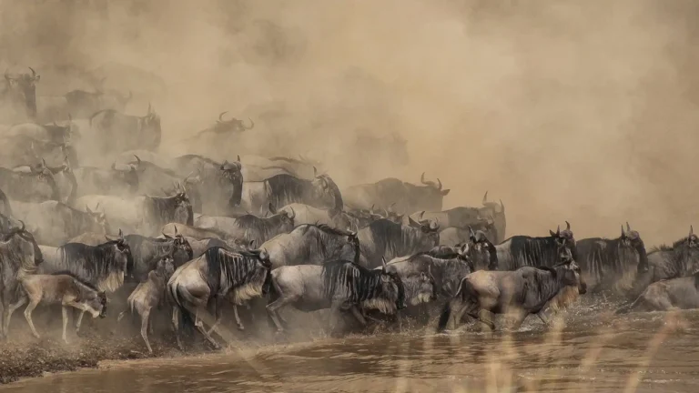 best time to see the Great Wildebeest Migration