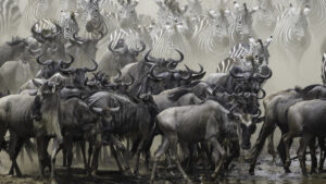 wildebeest calving season 