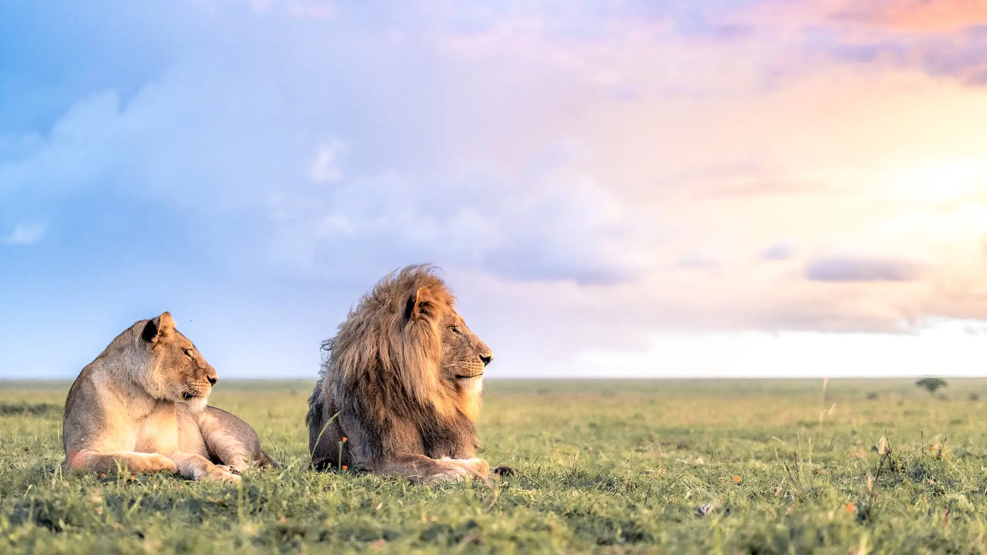 Lion and lioness on a Tanzania safari in the Serengeti